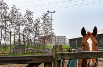 Nieuwe verlichting voor Sportstal de Dijckhoeve